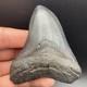 3.49 Megalodon Shark Tooth Fossil Authentic No Repair Or Restoration