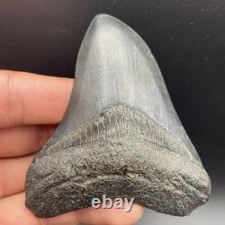 3.49 Megalodon Shark Tooth Fossil Authentic No Repair Or Restoration