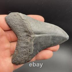 3.49 Megalodon Shark Tooth Fossil Authentic No Repair Or Restoration