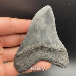 3.49 Megalodon Shark Tooth Fossil Authentic No Repair Or Restoration