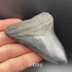 3.49 Megalodon Shark Tooth Fossil Authentic No Repair Or Restoration