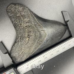 3.49 Megalodon Shark Tooth Fossil Authentic No Repair Or Restoration