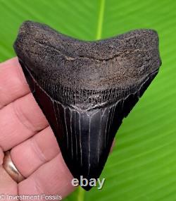3.52 MEGALODON SHARK TOOTH Real Fossil Georgia, USA NO RESTORATIONS