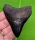 3.52 Megalodon Shark Tooth Real Fossil Georgia, Usa No Restorations