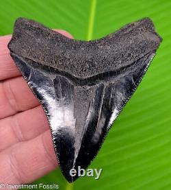 3.52 MEGALODON SHARK TOOTH Real Fossil Georgia, USA NO RESTORATIONS
