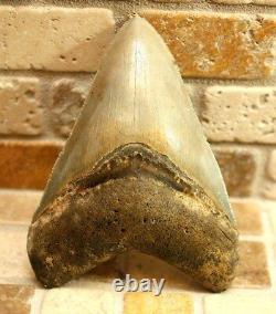 3.54 Large Megalodon Shark Fossil