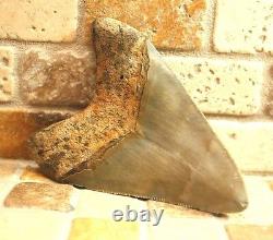 3.54 Large Megalodon Shark Fossil