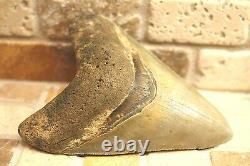 3.54 Large Megalodon Shark Fossil