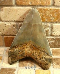 3.54 Large Megalodon Shark Fossil