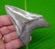 3.55 Megalodon Shark Tooth Real Fossil No Restorations Georgia, Usa