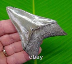 3.55 MEGALODON SHARK TOOTH REAL Fossil NO Restorations GEORGIA, USA
