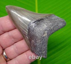 3.55 MEGALODON SHARK TOOTH REAL Fossil NO Restorations GEORGIA, USA