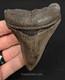 3.57 Georgia Megalodon Tooth Sharp Serrations Authentic Fossil Shark Tooth