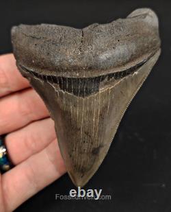 3.57 Georgia Megalodon Tooth Sharp Serrations Authentic Fossil Shark Tooth