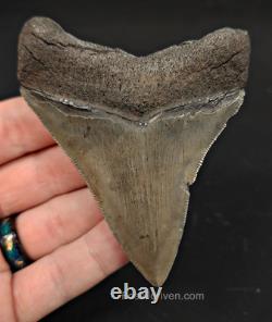 3.57 Georgia Megalodon Tooth Sharp Serrations Authentic Fossil Shark Tooth