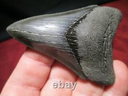 3-5/16 Inch MEGALODON SHARK Tooth Fossil Fish Teeth South Carolina TOP QUALITY