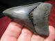 3-5/16 Inch Megalodon Shark Tooth Fossil Fish Teeth South Carolina Top Quality
