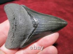 3-5/16 Inch MEGALODON SHARK Tooth Fossil Fish Teeth South Carolina TOP QUALITY