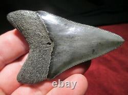 3-5/16 Inch MEGALODON SHARK Tooth Fossil Fish Teeth South Carolina TOP QUALITY