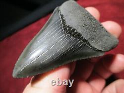 3-5/16 Inch MEGALODON SHARK Tooth Fossil Fish Teeth South Carolina TOP QUALITY