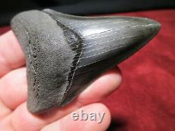 3-5/16 Inch MEGALODON SHARK Tooth Fossil Fish Teeth South Carolina TOP QUALITY