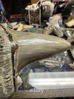 3.5 ANGUSTIDENS Shark Tooth NATURAL FOSSIL RARE SOUTH CAROLINA MEGALODON ERA