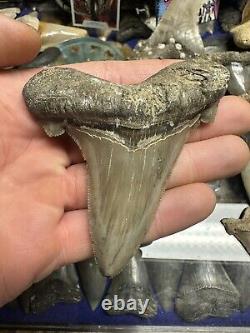 3.5 ANGUSTIDENS Shark Tooth NATURAL FOSSIL RARE SOUTH CAROLINA MEGALODON ERA