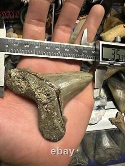 3.5 ANGUSTIDENS Shark Tooth NATURAL FOSSIL RARE SOUTH CAROLINA MEGALODON ERA