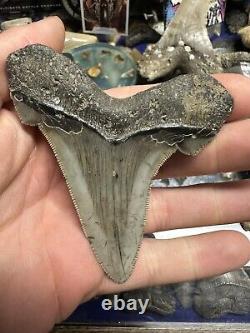 3.5 ANGUSTIDENS Shark Tooth NATURAL FOSSIL RARE SOUTH CAROLINA MEGALODON ERA