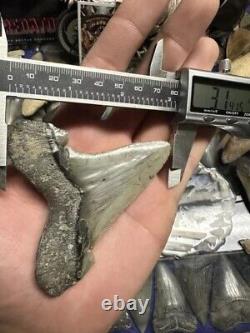 3.5 ANGUSTIDENS Shark Tooth NATURAL FOSSIL RARE SOUTH CAROLINA MEGALODON ERA