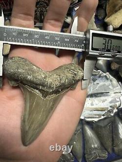 3.5 ANGUSTIDENS Shark Tooth NATURAL FOSSIL RARE SOUTH CAROLINA MEGALODON ERA
