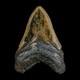 3.5 Quality Megalodon Shark Serrated Tooth Fossil Natural Miocene Age Coa