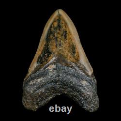 3.5 Quality Megalodon Shark Serrated Tooth Fossil Natural Miocene Age COA