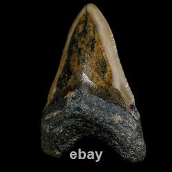 3.5 Quality Megalodon Shark Serrated Tooth Fossil Natural Miocene Age COA