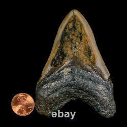 3.5 Quality Megalodon Shark Serrated Tooth Fossil Natural Miocene Age COA