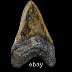 3.5 Quality Megalodon Shark Serrated Tooth Fossil Natural Miocene Age COA