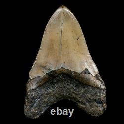 3.5 Quality Megalodon Shark Serrated Tooth Fossil Natural Miocene Age COA