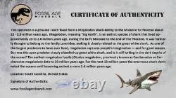 3.5 Quality Megalodon Shark Serrated Tooth Fossil Natural Miocene Age COA