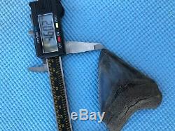 3.60 inch Medway Sound Megalodon Shark Tooth Georgia Bourlette NO REPAIR