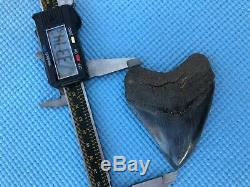 3.60 inch Medway Sound Megalodon Shark Tooth Georgia Bourlette NO REPAIR