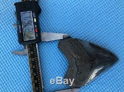 3.60 inch Medway Sound Megalodon Shark Tooth Georgia Bourlette NO REPAIR