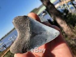 3.60 inch Medway Sound Megalodon Shark Tooth Georgia Bourlette NO REPAIR