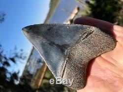 3.60 inch Medway Sound Megalodon Shark Tooth Georgia Bourlette NO REPAIR