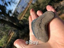 3.60 inch Medway Sound Megalodon Shark Tooth Georgia Bourlette NO REPAIR