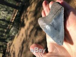 3.60 inch Medway Sound Megalodon Shark Tooth Georgia Bourlette NO REPAIR