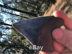 3.60 inch Medway Sound Megalodon Shark Tooth Georgia Bourlette NO REPAIR