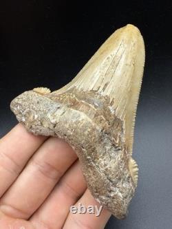 3.61 Angustidens Shark Tooth Fossil Authentic Megalodon Ancestor Shark Tooth