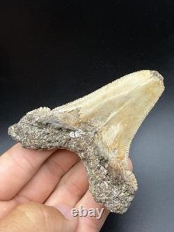3.61 Angustidens Shark Tooth Fossil Authentic Megalodon Ancestor Shark Tooth