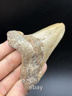 3.61 Angustidens Shark Tooth Fossil Authentic Megalodon Ancestor Shark Tooth
