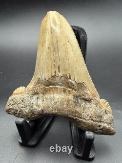 3.61 Angustidens Shark Tooth Fossil Authentic Megalodon Ancestor Shark Tooth